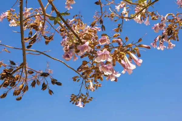 İlkbahar. İmparatoriçe ağacının dalları (Paulownia tomentosa) güzel pembe çiçeklerle mavi gökyüzüne karşı