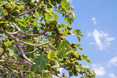 Güneşli bir günde yeşil yapraklı incir dalları ve mavi gökyüzüne karşı meyve.