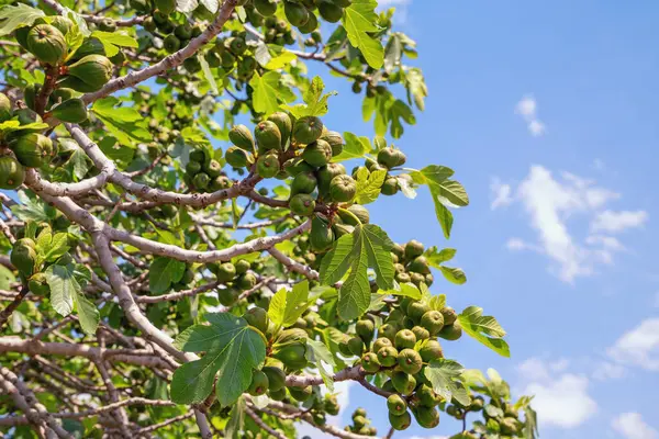Güneşli bir günde yeşil yapraklı incir dalları ve mavi gökyüzüne karşı meyve.