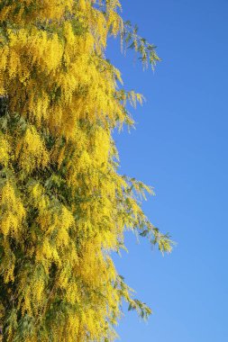  Akasya kakule ağacı (gümüş gagalı, mavi boynuzlu ya da mimoza) çiçek açar. Mavi gökyüzüne karşı sarı çiçekler. Boşluğu kopyala
