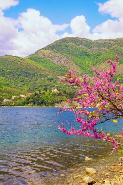 Güzel bir bahar Akdeniz manzarası. Karadağ. Verige Boğazı yakınlarındaki Kotor Körfezi manzarası. Parlak pembe çiçekli Cerci dalları. Kamenari köyü ve Kutsal Pazar Kilisesi uzakta. 