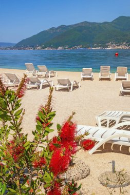 Güzel güneşli Akdeniz manzarası. Karadağ, Adriyatik Denizi. Tivat şehri yakınlarındaki Kotor Körfezi manzarası. Kumsal ve Callistemon çiçekleri. Sınırlı alan derinliği
