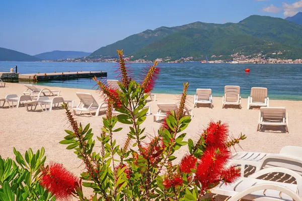 Güzel Akdeniz manzarası. Karadağ, Adriyatik Denizi. Tivat şehri yakınlarındaki Kotor Körfezi manzarası. Kumsal ve Callistemon çiçekleri