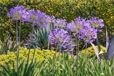 Güzel mor çiçekler Agapanthus, Afrikalı zambak, güneşli yaz gününde bahçede.