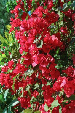 Kırmızı Bougainvillea 'nın güzel kırmızı çiçekleri, çiçeğe benzeyen yapraklarla süslenmiş asma - güneşli yaz gününde