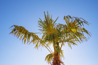 Güneş ve mavi gökyüzüne karşı hayran palmiyesi. Washingtonia filifera 'da. Tatil konsepti. Ağaçların arasından parlayan güneş, arka plan