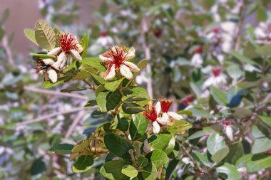 Yaprakları ve gösterişli çiçekleri olan Ananas Guava ağacının dalları. Feijoa sellowiana