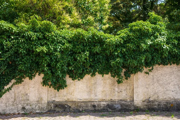 Alte Stadtmauer Mit Grünen Pflanzen Über Und Hintergrund — Stockfoto