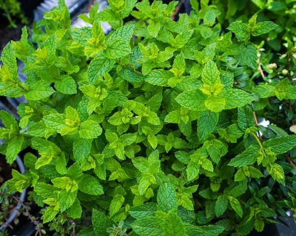 Elme Növény Felülnézetből Zöld Levelek — Stock Fotó