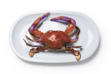 Tabakta mavi yengeç (Callinectes sapidus) izole edilmiş beyaz arkaplan