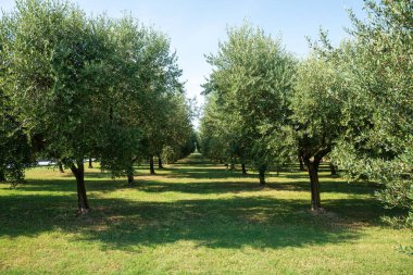 sıra sıra zeytin ağaçları. Zeytin Korusu