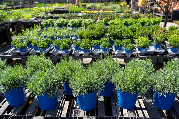 Açık hava kreşindeki ahşap paletlere düzgünce yerleştirilmiş lavanta bitkileri..