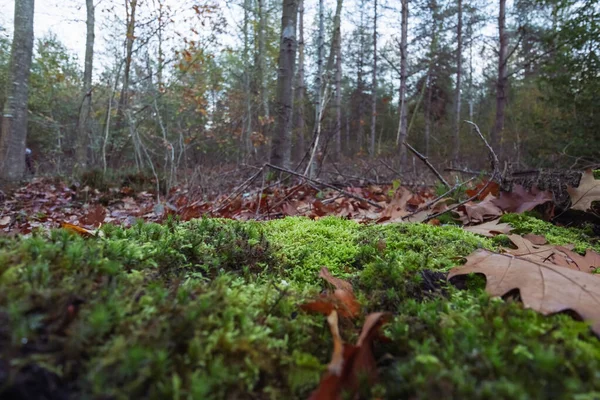 Осінній Лісовий Пейзаж Крупним Планом Траві Жовте Листя Землі Місця — стокове фото
