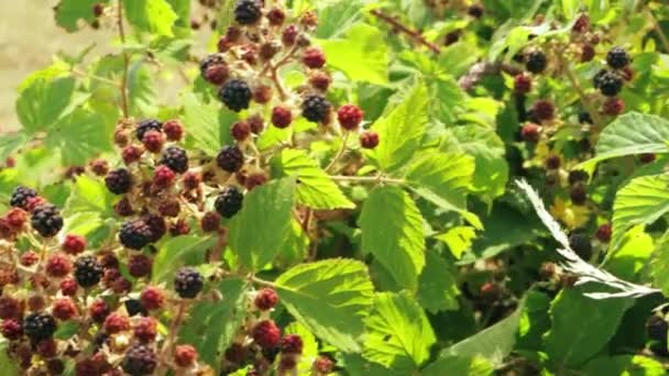 Blackberry Bushes Lots Blackberries Growing Field High Quality Footage — Stockvideo