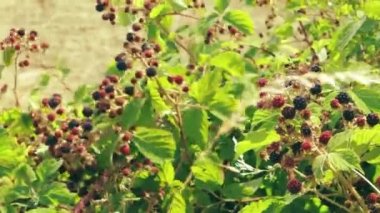Blackberry bushes, lots of blackberries growing in the field. High quality 4k footage