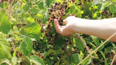 a blond boy rips blackberries from bushes, the boy stands with his back to the camera and rips blackberries. High quality 4k footage