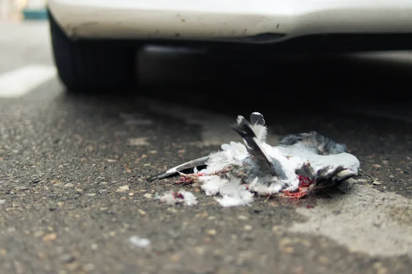 a close-up of a bird that was hit by a car lies on the road, a close-up of a dead bird,an insured event, an accident on the road. High quality photo