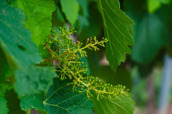 Close Green Small Bunches Grapes Hanging Branch Hanging Grape Grape — Stock Photo, Image