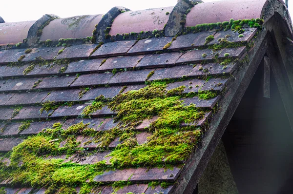 Çatıda yosun yetişiyor. Kapatın. Seçici odaklanma. Yüksek kalite fotoğraf