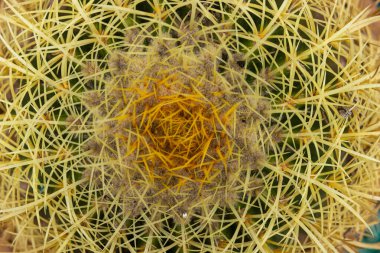 Altın top kaktüsünün yakın çekimi, omurga detay sıraları, Echinocactus grusonii. Yüksek kalite fotoğraf