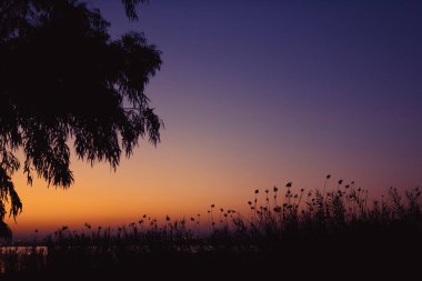 Doğanın günbatımındaki güzel fotoğrafı. Ağacın arka planında güzel bir günbatımı. Yazıtlar için bir yer var. Yüksek kalite fotoğraf