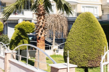 Güzel bir park, budanmış çalılar, bitkiler, ağaç. Yüksek kalite fotoğraf