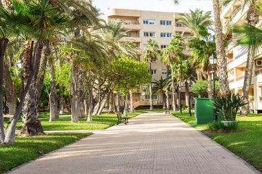 Kare. Ağaçlar, palmiye ağaçları. Bulutsuz mavi gökyüzü. Güneşli bir gün. Yüksek kalite fotoğraf