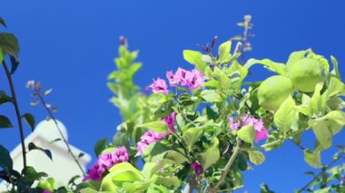 Turunçgil bahçesinde olgun sarı limonlu limon ağaçları. Güzel doğa geçmişi. Akdeniz 'de meyveler yetişir. Akdeniz meyve bitkileri ve ağaçları, turunçgiller. Yüksek kaliteli FullHD görüntüleri.