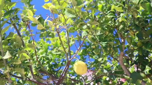 Güneşli Bahçedeki Ağaçtan Sarkan Limona Yaklaş Doğa Bahar Yaz Konsepti — Stok video