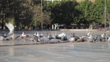 Parkta yerde yemek yiyen bir grup güvercin. Yüksek kaliteli FullHD görüntüler