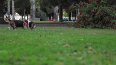 Parkta köpek gezdiren bir turistin bacakları. Ormandaki bir parkta köpekle yürüyen bir adamın bacakları. Köpeğini gezdirmek için seyahat konsepti. Yürüyüş ayakkabısı yürüyüşü. Yüksek kalite 4k görüntü
