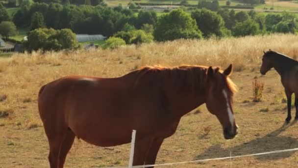Konie Żywiące Się Trawą Pastwiskach Krajowe Ssaki Rodziny Koniowatych Wypasane — Wideo stockowe