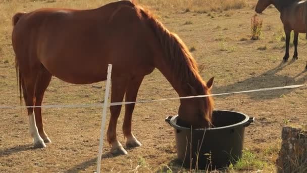 Cavalli Che Nutrono Erba Pascolo Degli Altopiani Mammiferi Domestici Equini — Video Stock