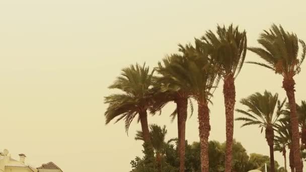 Palmtree Vento Forte Antes Começo Uma Tempestade Areia Imagens Alta — Vídeo de Stock