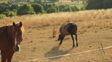 Dağ otlaklarında otla beslenen atlar. Yeşil çayırlarda papatya çiçekleriyle otlayan yerli çiftlik atları. Mare sinekleri ve kuyruklu sivrisinekleri uzaklaştırır. Yüksek kalite 4k görüntü