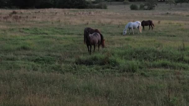 Konie Stoją Zielonej Łące Jedzą Trawę Podczas Zachodu Słońca Wysokiej — Wideo stockowe