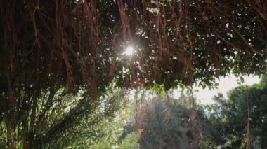 Tropik bölgelerdeki bir parkta yeşil bir ağaca yakın çekim yapan Ficus, yakın plan çeker. Yüksek kaliteli FullHD görüntüler