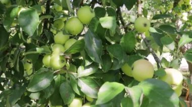 Yakından büyük yeşil elmalı bir elma dalı. Yüksek kaliteli FullHD görüntüler