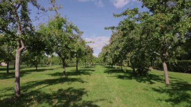 Bir sürü ekili elma ağacı olan kocaman yeşil meyve bahçesi. Elma ağaçlarının yakınındaki meyve bahçesinde yürüyorum. Farklı lezzetli elmalar yetiştiriyorlar. Yüksek kalite FullHD görüntüler.