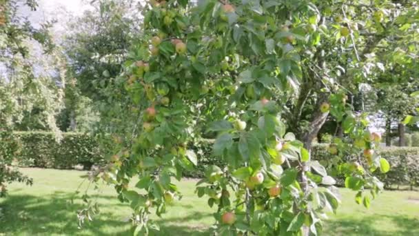苹果树 美丽的成熟红苹果果实在阳光的树后 成熟多汁的苹果挂在果园的枝头上 有机食品农民的概念 天然水果 高质量的Fullhd镜头 — 图库视频影像