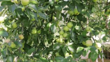 Elma ağacı. Güneşin arka planında olgun kırmızı elmalar. Meyve bahçesinin dalında sallanan olgun sulu elmalar, organik gıda çiftçisi kavramı, doğal meyveler.