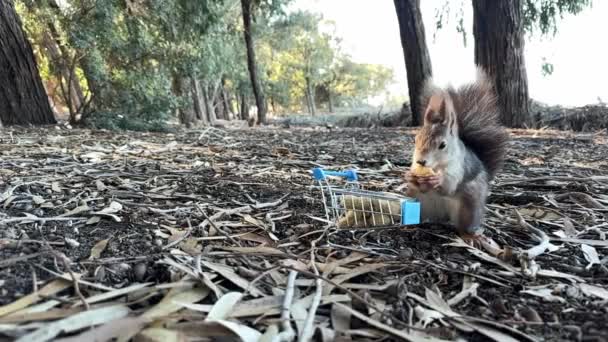 Nourrir Écureuil Avec Des Noix Dans Petit Chariot Dans Parc — Video