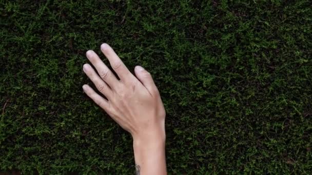 妇女在阳光下用手触摸和抚摩绿茶植物的叶子 姑娘们用手触摸着美丽的绿色植物篱笆 优质Fullhd影片 — 图库视频影像