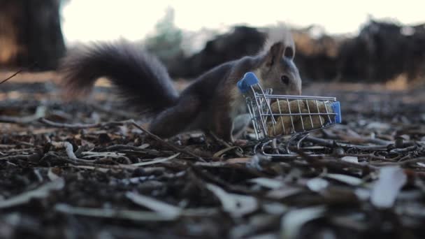 Ein Eichhörnchen Holt Park Eine Nuss Aus Einem Wagen Hochwertiges — Stockvideo