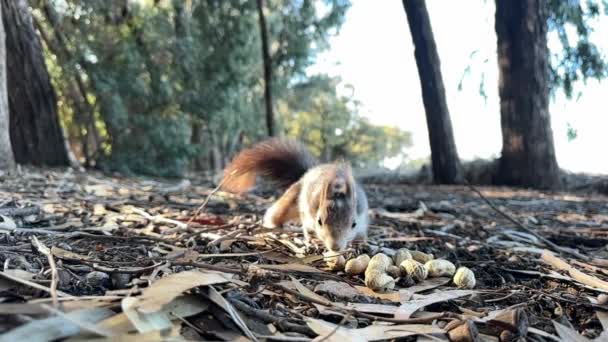 Cute Squirrel Chews Nut Squirrel Eats Nuts Autumn Forest Close — Stock Video