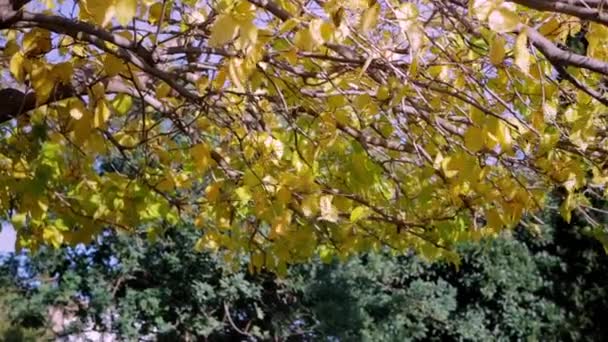 Olhando Para Árvores Soprando Vento Com Céu Azul Galho Árvore — Vídeo de Stock