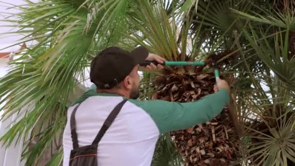 Kertész Éles Nyírással Vágja Pálmafa Ágát Hosszú Tövisekkel Kertben Kertész — Stock videók