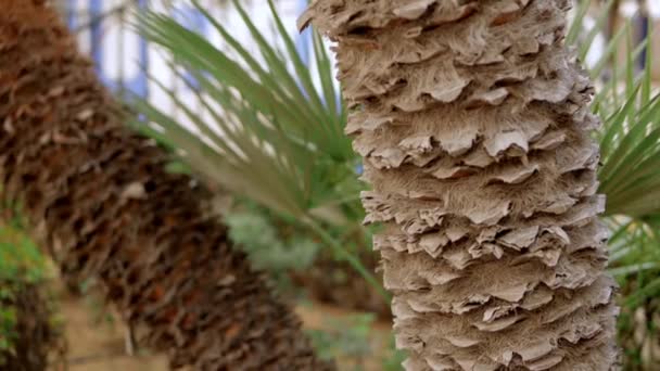 Palmenstamm Aus Nächster Nähe Mustertextur Stamm Der Palme Grünes Laub — Stockvideo