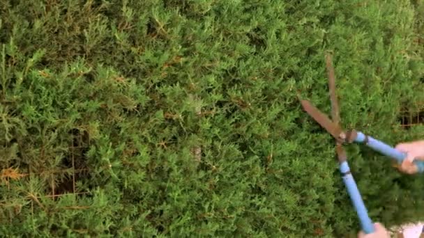 Zbliżenie Męskiego Ogrodnika Przycinającego Mały Krzak Nożycami Strona Główna Trawnik — Wideo stockowe
