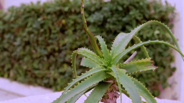 Aloe Arborescens Blooming Succulent Leaves Outdoor Tropical Green Plant Park — Stock Video